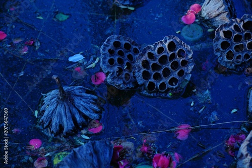 Foto Withered lotus leaves in late autumn