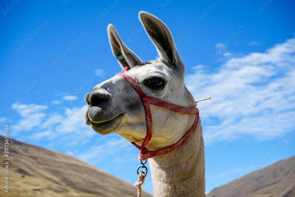 Fototapeta premium White llama face close-up with red halter, blue sky and Andean mountains behind