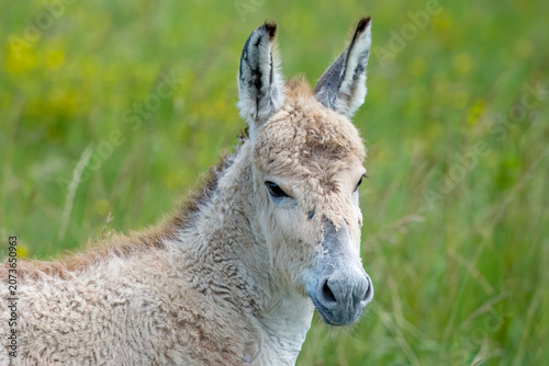 3 Week old Persian Onager foal (Equus hemionus onager).