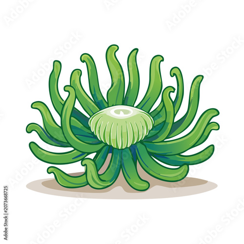 Green sea anemone vector illustration