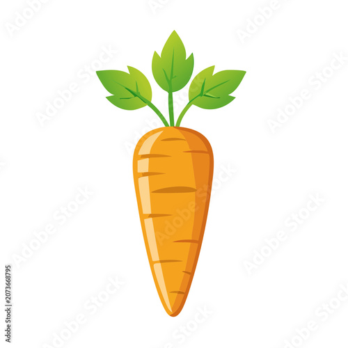 Orange carrot with green leaves vector illustration