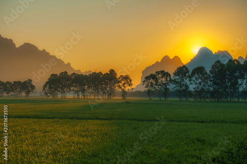 Slika na platnu The green rice paddies in the background are lined with trees and large mountains, especially in the evening as the sun sets