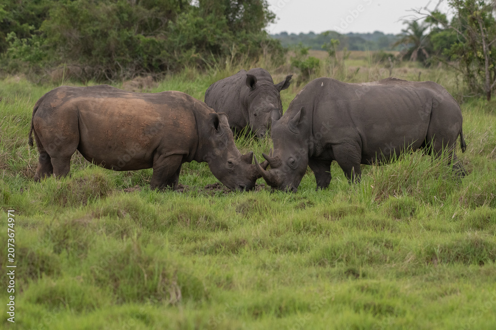 Obraz premium White rhinoceros (Ceratotherium simum) with calf in natural habitat, South Africa