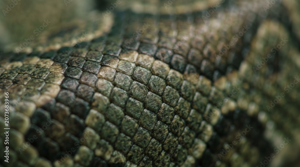 Obraz premium Snake Texture Skins background