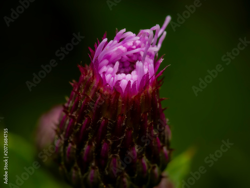 фотографія Macro close up of a purple thistle flower bud opening with intricate sharp bract