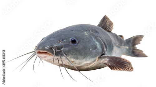 Blue gray catfish facing forward on white