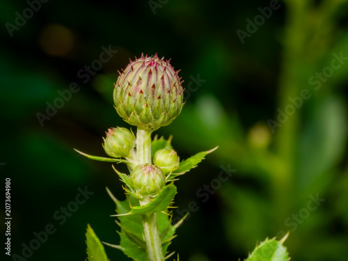 Fotografi Macro close up of a wild thistle flower bud with sharp spiky bracts and red tips