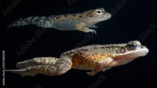 Tadpole to frog transformation side-by-side