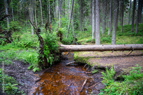 Fotografía Spruce tree torn out by roots lying on ground in wild forest, dead dry trees affected by bark beetles, fallen timber after storm or hurricane in woodlands, heavy windfall crashing trees, forest death