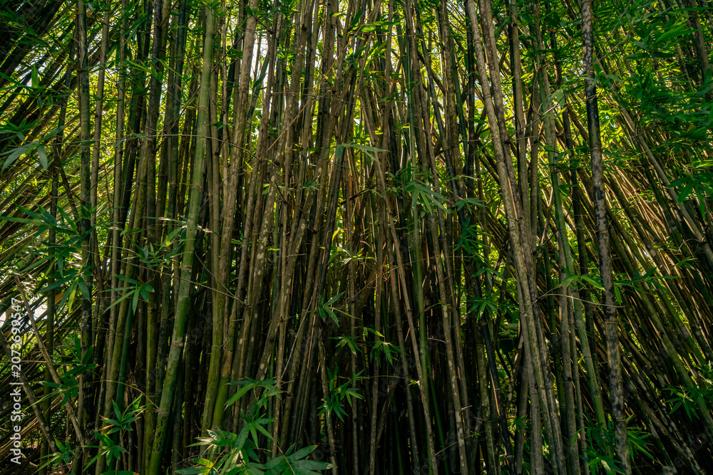 Fototapeta premium Close botanical photograph of the massive green bamboo stalks featuring the prominent woody joints and leaves inside the forest.