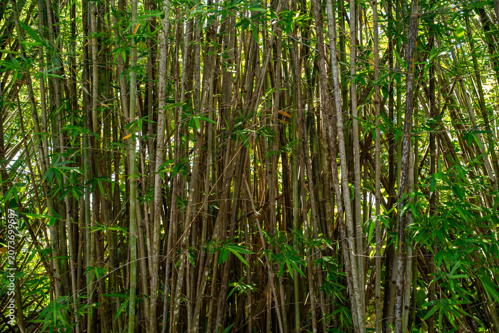 Fototapeta premium A dense thicket of tall green and brown bamboo stalks growing closely together inside the authentic tropical forest environment.