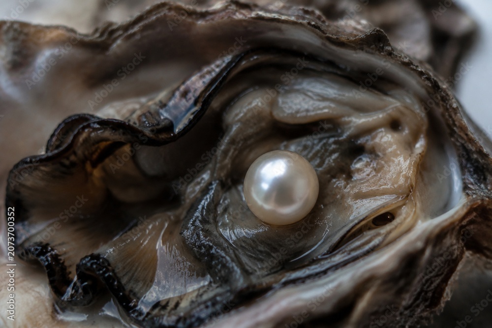 Obraz premium A smooth pearl nestled within the dark folds of an oyster shell.