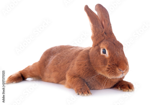 Obraz na płótnie young rabbit fauve de Bourgogne