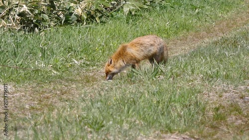 狩りをしているキツネの動画。蛇のようなものを捕食している北海道のキタキツネ。