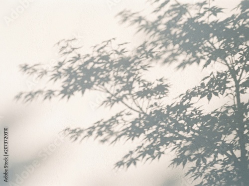 Intricate shadows of maple tree branches cast upon a smooth textured surface
