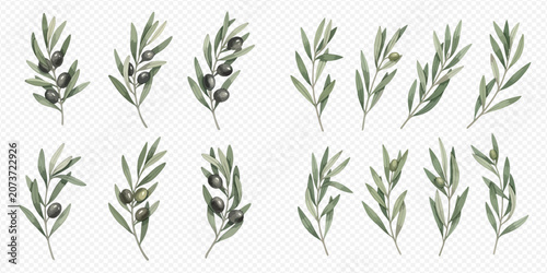 Schilderij op canvas Set of olive branches with fruits and leaves, isolated on transparent background, perfect for design elements and natural themes