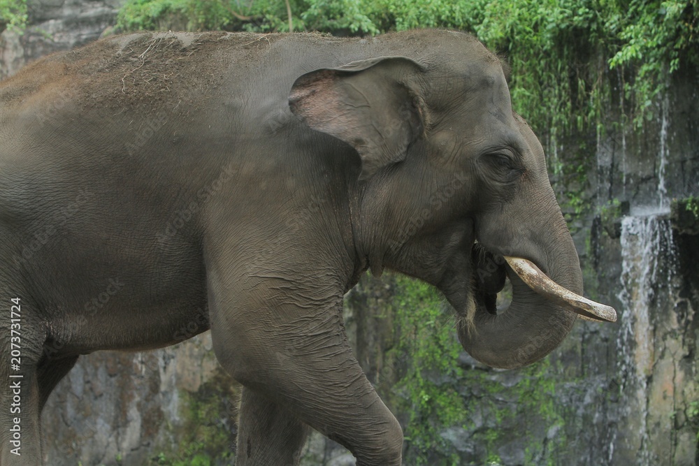 Fototapeta premium A side view of a young sumatran elephant walking along the edge of a pond during the day