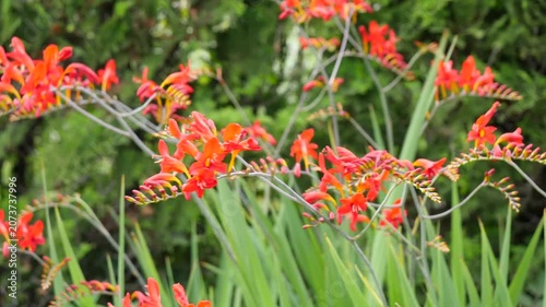 クロコスミアの花。姫檜扇水仙(ヒメヒオウギズイセン)とも呼ばれる赤い花の動画。