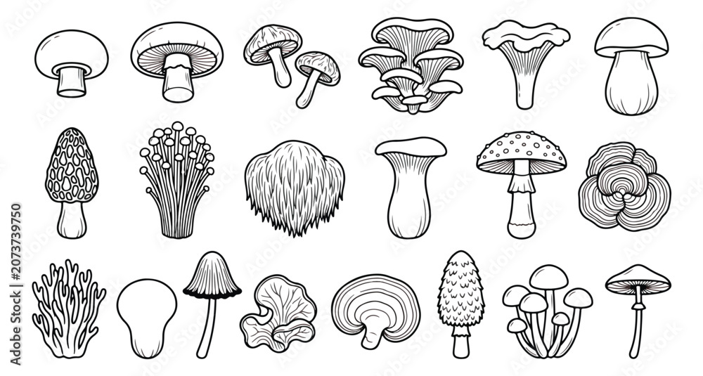 Εκτύπωση καμβά Hand drawn mushroom line art collection, 18 edible and wild fungi vector icons,