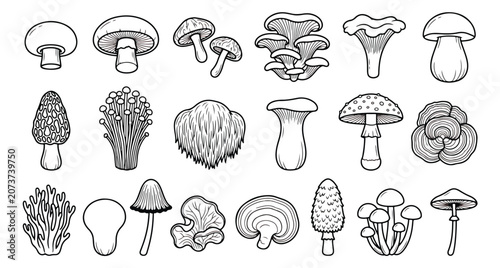 Hand drawn mushroom line art collection, 18 edible and wild fungi vector icons, black and white botanical mushroom illustrations for coloring