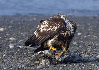 Juvenile Bald Eagle with Gripping Talons Feeding on Sea Otter Carcass, Homer Spit, Alaska