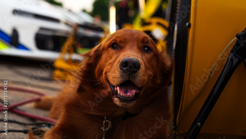 Konstfotografi Hot Dog