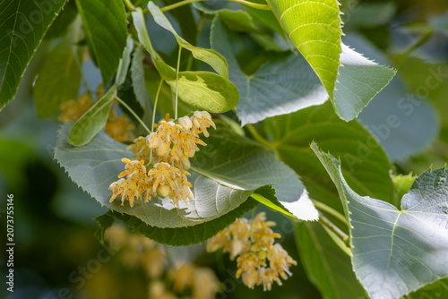 Close up abstract view of fragrant flower blossoms on an American basswood (Tilia americana) tree in early summer