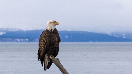 Mature Bald Eagle with dirty crest Perched on Driftwood overlooking Kachemak Bay and Snowy Mountains, Homer, Alaska