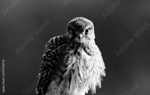 фотографія 睨むチョウゲンボウ(Common Kestrel)の雌、モノクロ