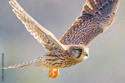 Foto 冬の朝、羽ばたき飛行するチョウゲンボウ(Common Kestrel)の雌