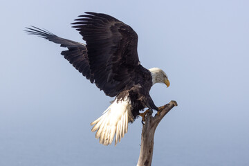 Mature Bald Eagle with Outstretched Wings Stretching Talons to Land on Driftwood Branch in Homer Spit, Alaska
