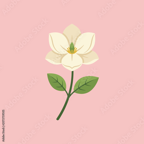 A beautiful white magnolia flower on a pink background
