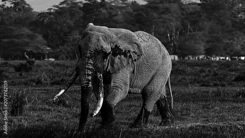 African elephant bull tusker named Pascal who was wading and giving himself a mudbath in Amboseli National Park in East Africa Kenya - black and white