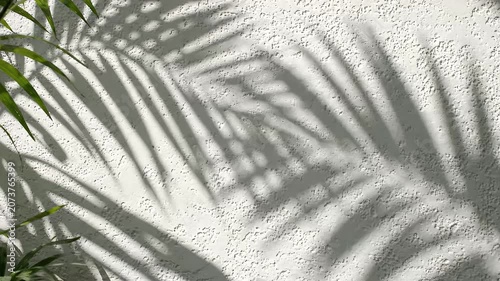 Tropical Palm Leaf Shadow on Wall Seamless Loop Footage