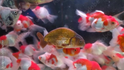 close-up shot of a brown goldfish swimming with its school in aquarium