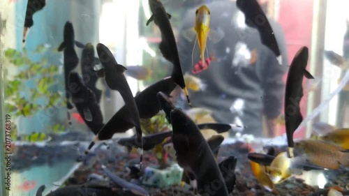 close-up shot of school Apteronotus fish swimming upwards in aquarium