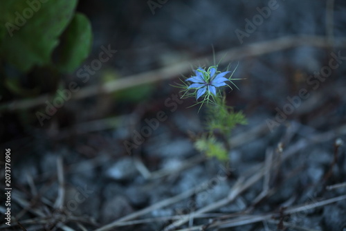 ニゲラの花のアップ
