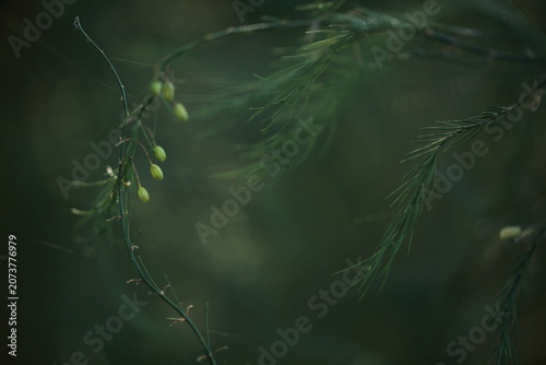 アスパラガスの花の蕾