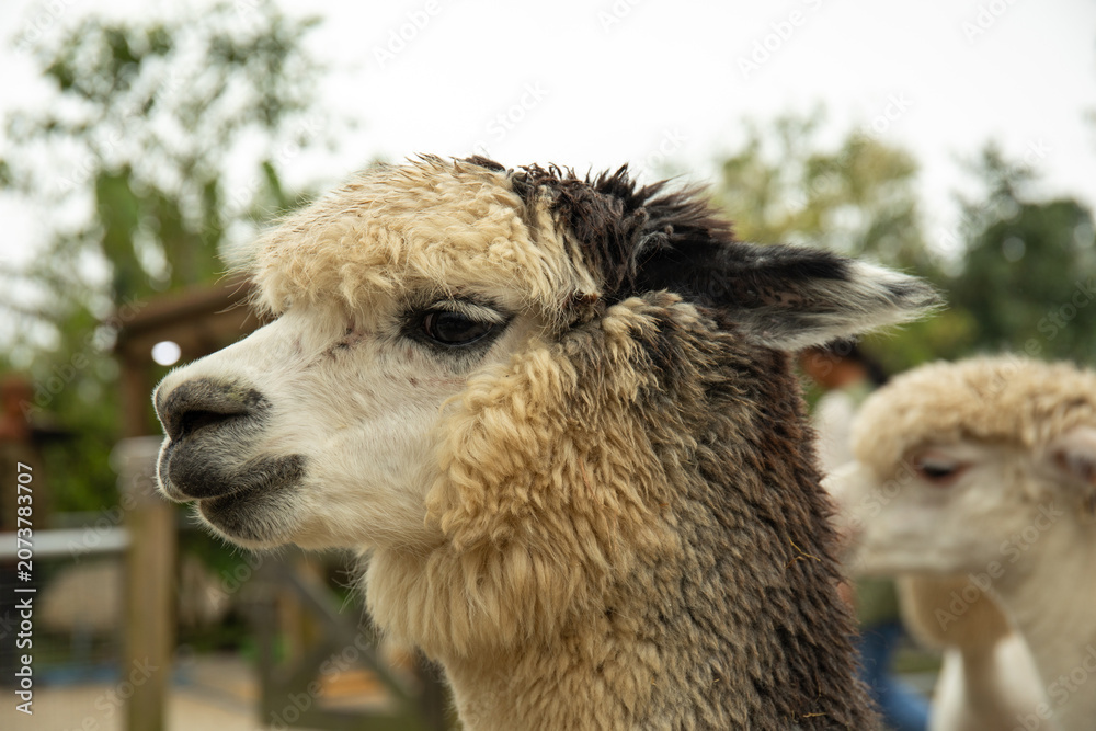 Fototapeta premium Close-up of an alpaca with fluffy fur and calm expression