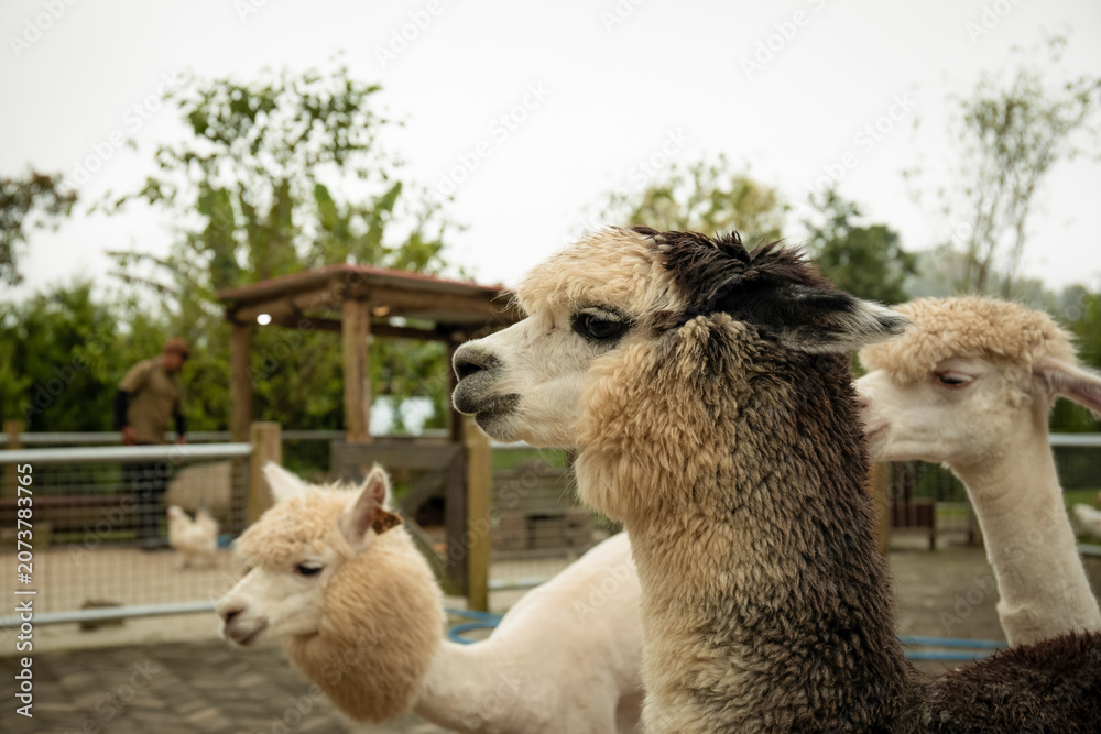 Naklejka premium Three alpacas stand in a ranch environment with greenery