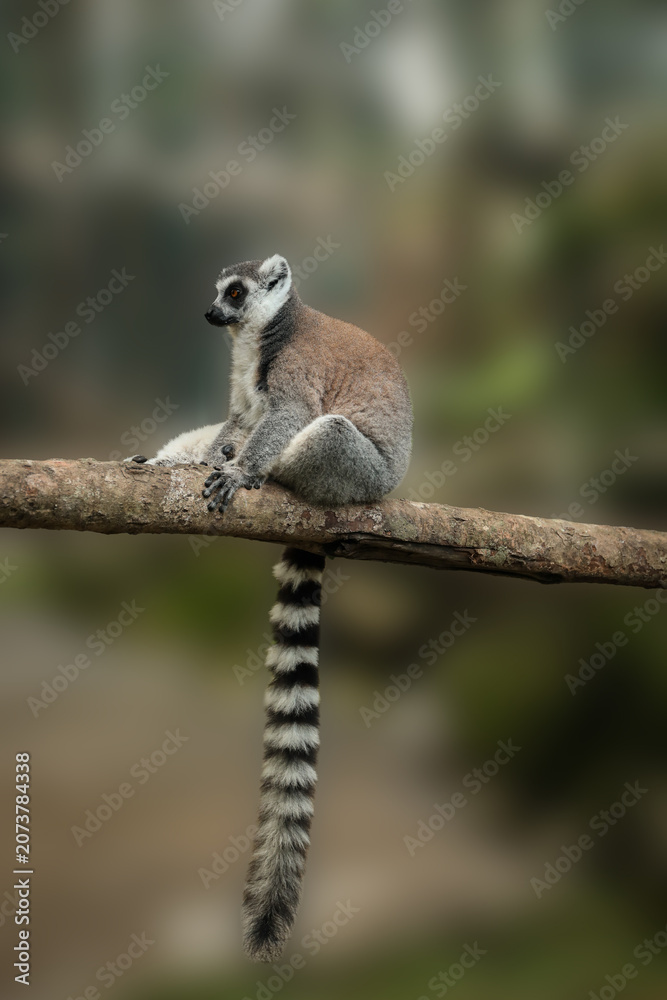 Fototapeta premium Ring-tailed lemur rests on a wooden branch in nature