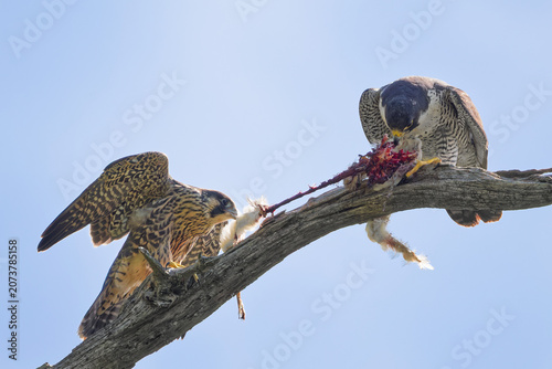 Photography 親子で食事するハヤブサ(Peregrine Falcon)