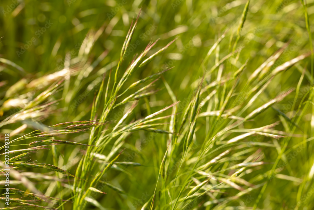 Obraz premium Field brome grass (Bromus arvensis) blooming in a wild green meadow in summer sunlight. Macro abstract nature background of wild cereal crop.