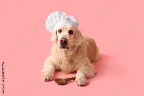 Cute Labrador dog in chefs ...