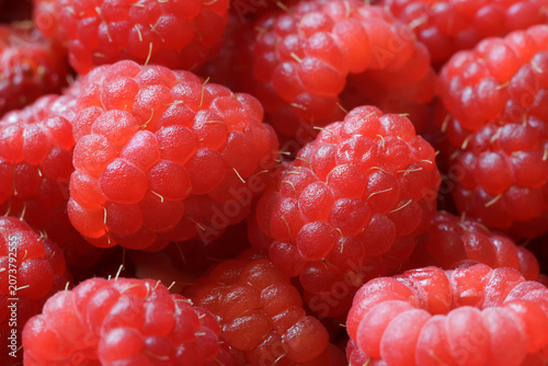 Fresh ripe raspberries close up. Organic red berry background. Healthy food and summer harvest concept.