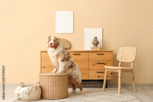 Cute Australian Shepherd do...