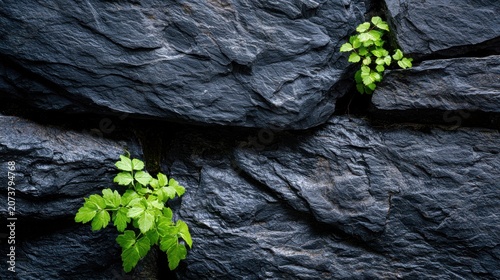 Green plants growing through cracks in dark stone wall, resilience and strength of nature overcoming adversity concept