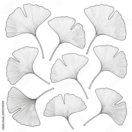 Meticulous black line art illustration of several detailed ginkgo biloba leaves with precise venation against a crisp white background, inspired by 19th-century scientific drawings concept