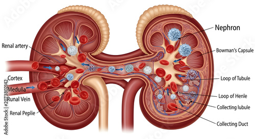 Human kidney anatomy diagram with detailed nephron structure for educational use