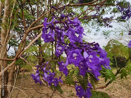 Konstfotografi Jacaranda cuspidifolia (blue jacaranda, fern tree) with trumpet-shaped purple flowers and white centers, thriving in sunlit landscapes with airy branches and lush fern-like foliage